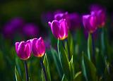 Backlit Purple Tulips_25202